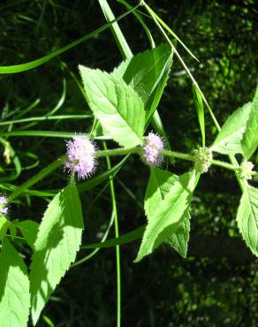 Fotografia 13 da espécie Mentha arvensis no Jardim Botânico UTAD