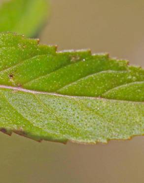 Fotografia 14 da espécie Mentha arvensis no Jardim Botânico UTAD