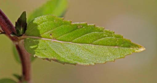 Fotografia da espécie Mentha arvensis