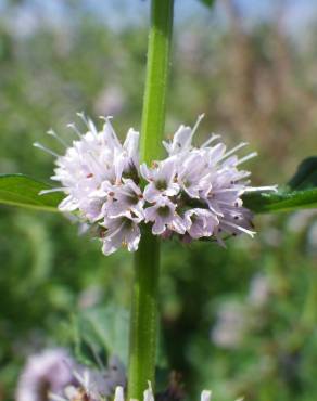 Fotografia 15 da espécie Mentha arvensis no Jardim Botânico UTAD