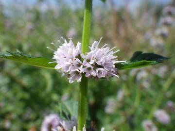 Fotografia da espécie Mentha arvensis