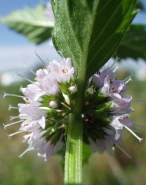 Fotografia 16 da espécie Mentha arvensis no Jardim Botânico UTAD