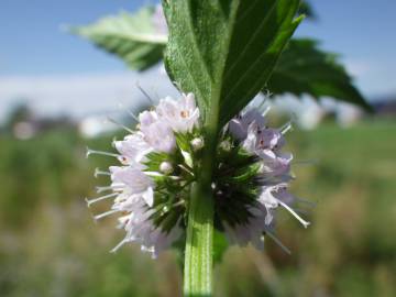 Fotografia da espécie Mentha arvensis