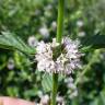 Fotografia 17 da espécie Mentha arvensis do Jardim Botânico UTAD