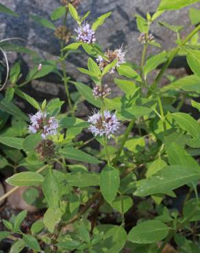 Fotografia 18 da espécie Mentha arvensis no Jardim Botânico UTAD