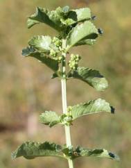 Mercurialis elliptica