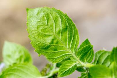 Fotografia da espécie Mentha arvensis