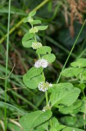 Fotografia da espécie Mentha arvensis