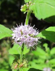 Mentha arvensis