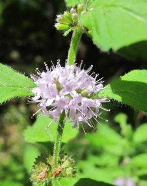 Fotografia 1 da espécie Mentha arvensis no Jardim Botânico UTAD