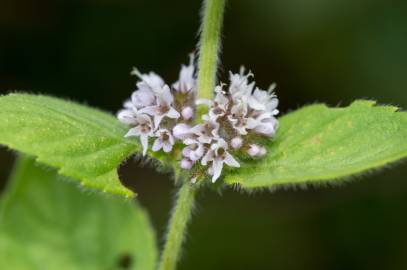 Fotografia da espécie Mentha arvensis