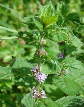 Fotografia 30 da espécie Mentha arvensis no Jardim Botânico UTAD