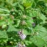 Fotografia 30 da espécie Mentha arvensis do Jardim Botânico UTAD