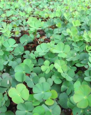 Fotografia 12 da espécie Marsilea quadrifolia no Jardim Botânico UTAD
