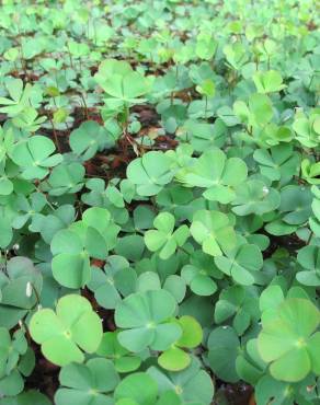 Fotografia 12 da espécie Marsilea quadrifolia no Jardim Botânico UTAD