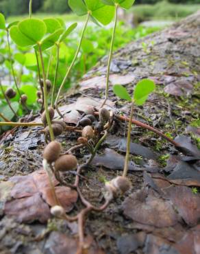 Fotografia 13 da espécie Marsilea quadrifolia no Jardim Botânico UTAD