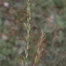 Fotografia 10 da espécie Nardus stricta do Jardim Botânico UTAD