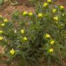 Fotografia 9 da espécie Neatostema apulum do Jardim Botânico UTAD