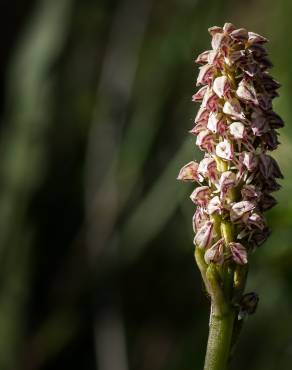 Fotografia 8 da espécie Neotinea maculata no Jardim Botânico UTAD