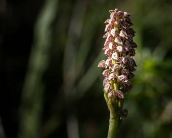 Fotografia da espécie Neotinea maculata