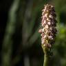 Fotografia 8 da espécie Neotinea maculata do Jardim Botânico UTAD