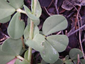 Fotografia da espécie Lotus edulis