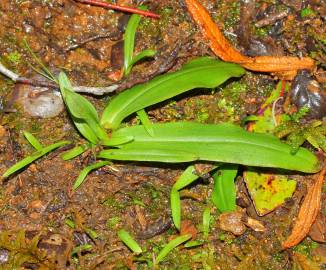 Fotografia da espécie Neotinea maculata