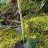 Fotografia 19 da espécie Neotinea maculata do Jardim Botânico UTAD