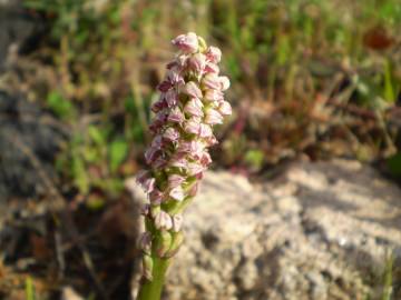 Fotografia da espécie Neotinea maculata