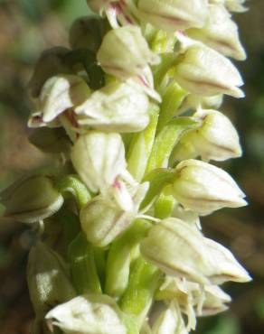Fotografia 27 da espécie Neotinea maculata no Jardim Botânico UTAD