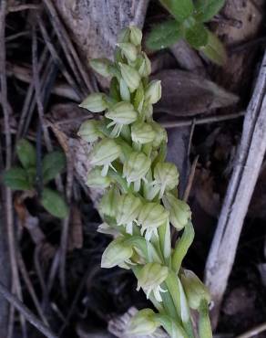 Fotografia 30 da espécie Neotinea maculata no Jardim Botânico UTAD