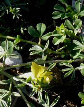 Fotografia 22 da espécie Lotus creticus no Jardim Botânico UTAD