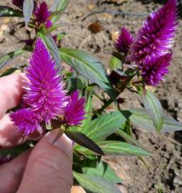 Fotografia da espécie Celosia argentea