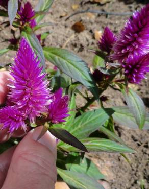 Fotografia 12 da espécie Celosia argentea no Jardim Botânico UTAD