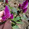 Fotografia 12 da espécie Celosia argentea do Jardim Botânico UTAD