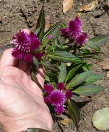 Fotografia da espécie Celosia argentea