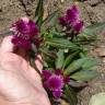 Fotografia 13 da espécie Celosia argentea do Jardim Botânico UTAD