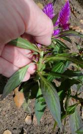 Fotografia da espécie Celosia argentea