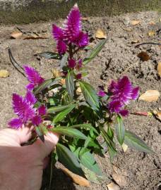 Fotografia da espécie Celosia argentea