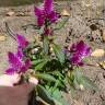 Fotografia 15 da espécie Celosia argentea do Jardim Botânico UTAD