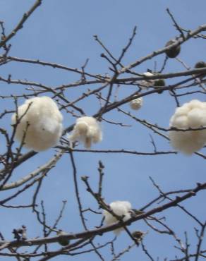 Fotografia 10 da espécie Ceiba insignis no Jardim Botânico UTAD