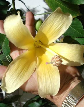 Fotografia 11 da espécie Ceiba insignis no Jardim Botânico UTAD