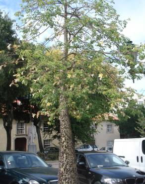 Fotografia 12 da espécie Ceiba insignis no Jardim Botânico UTAD