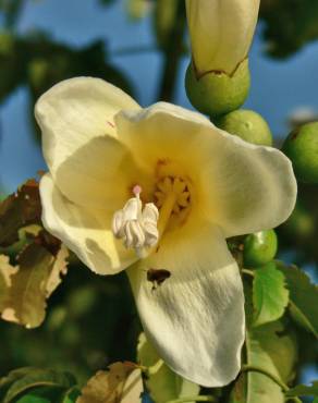 Fotografia 13 da espécie Ceiba insignis no Jardim Botânico UTAD