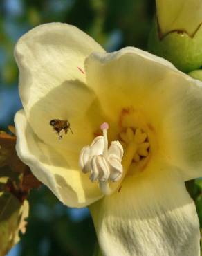 Fotografia 14 da espécie Ceiba insignis no Jardim Botânico UTAD