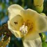 Fotografia 14 da espécie Ceiba insignis do Jardim Botânico UTAD