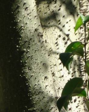 Fotografia 14 da espécie Ceiba speciosa no Jardim Botânico UTAD
