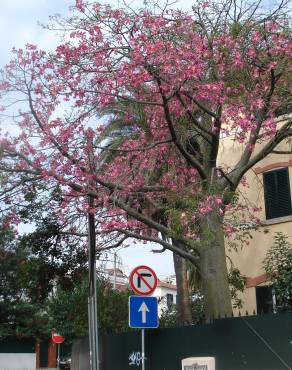 Fotografia 16 da espécie Ceiba speciosa no Jardim Botânico UTAD