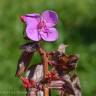 Fotografia 7 da espécie Centradenia inaequilateralis do Jardim Botânico UTAD