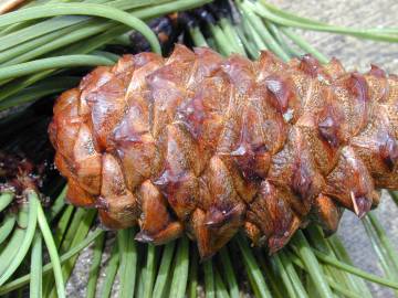 Fotografia da espécie Pinus pinaster